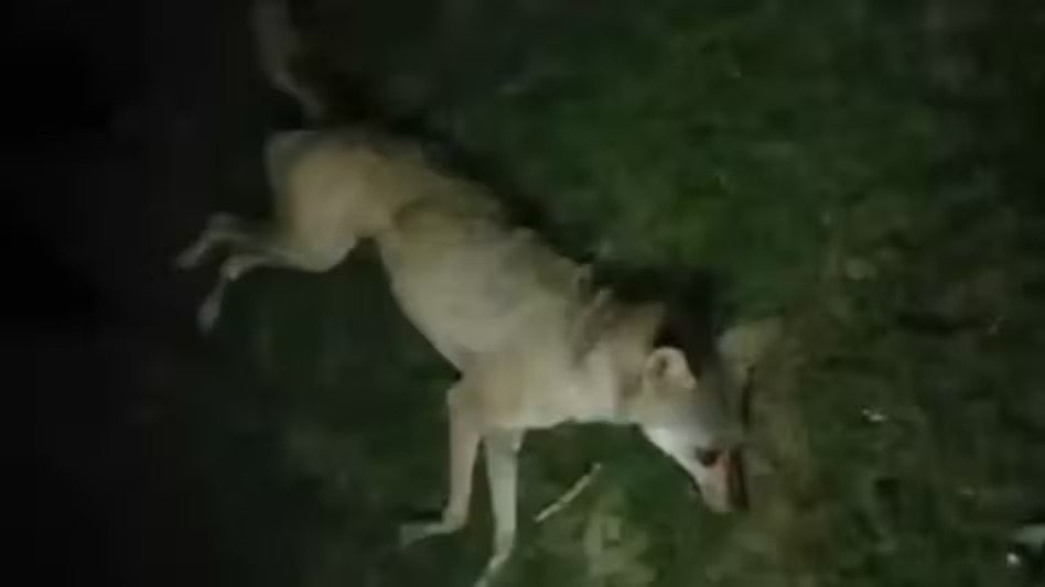 Bahraich lame wolf killed